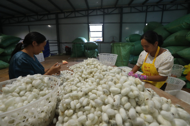 乡村产业振兴夯实边疆各族群众幸福之基——云南沿边村农业农村现代化新图景  _新华网(图4)
