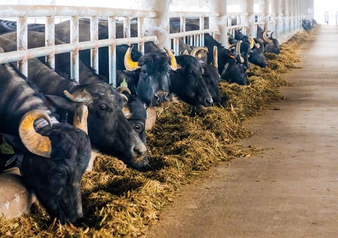 最甜的省份被牛吃了(图1)