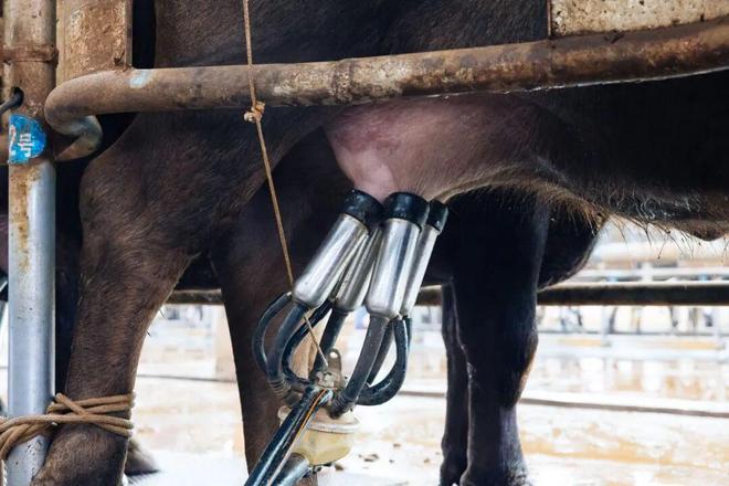 最甜的省份被牛吃了(图4)