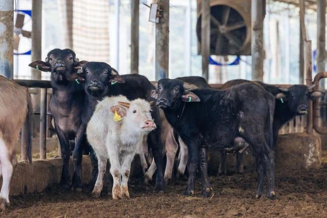 最甜的省份被牛吃了(图5)