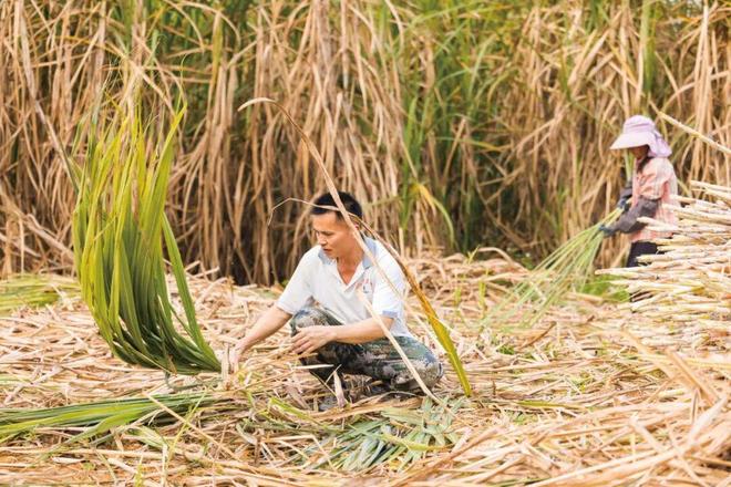 最甜的省份被牛吃了(图9)