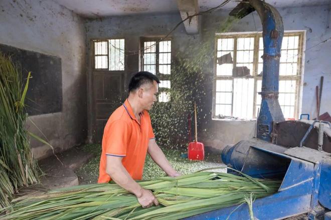 最甜的省份被牛吃了(图8)