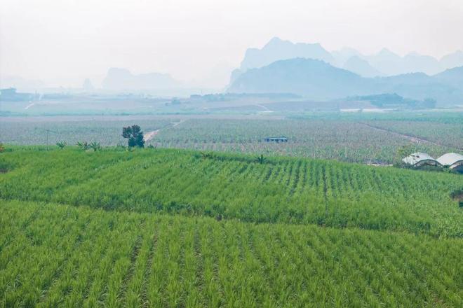 最甜的省份被牛吃了(图10)