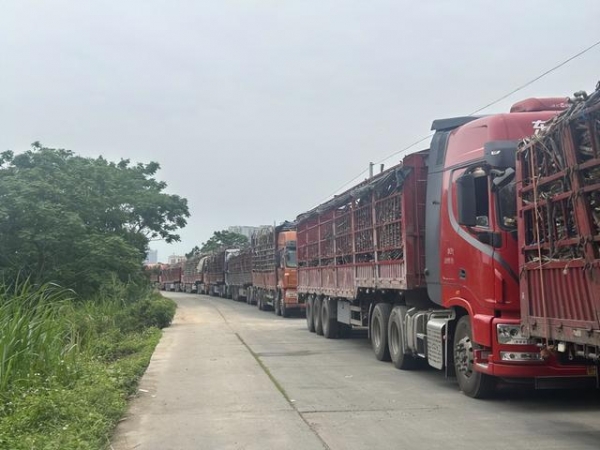 全网点赞！化州糖厂老板直言绝不借助农捞好处(图3)